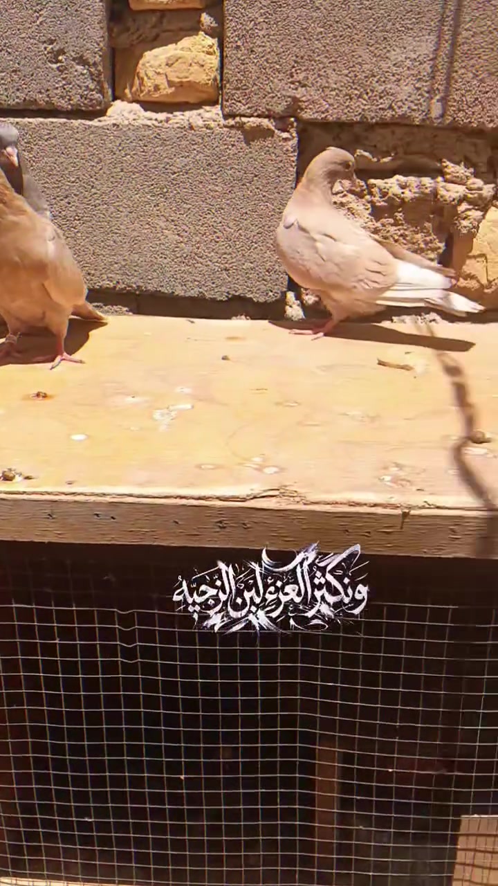 عظم الله اجرك 
السلام عليكم شباب هذن مخاليف طينه بعدهن مامخرجات من حمام ابو نرجس البصراوي  عددهن 7ملقحات ومحلقات  الحاب يقتنيهن يجي ياخذهن من جوه امهاتهن لامهات بتوثيق ابو نرجس  اتصال ***********
