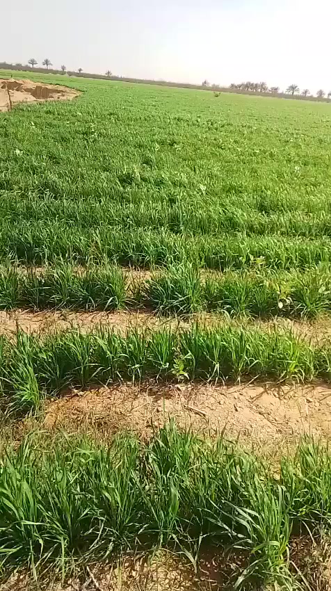 🌾 من مشاركة عملائنا في مصر لزراعة صنف حنطة السنبلتين الباسيليو الفرنسية 🇪🇬

نحن فخورون بتقديم حنطة السنبلتين الباسيليو الفرنسية، الخيار الأول للمزارعين الذين يبحثون عن أفضل جودة وأعلى إنتاجية في زراعة القمح. 🌱✨

✨ لماذا حنطة السنبلتين الباسيليو؟

💪 أداء لا يُضاهى في الظروف الجوية، مقاومة للأمراض والجفاف، تضمن لك محصولًا قويًا في كافة الأوقات.

📈 أعلى إنتاجية، حبوب ثقيلة وكبيرة مع طحين عالي الجودة. 🏆

🥖 أفضل جودة للخبز والمعجنات، المنتج المثالي لصناعة منتجات غذائية متميزة. 🍞🥐

🌍 التكيف مع مختلف التربة والظروف المناخية، ضمان نجاح الزراعة في الأراضي المصرية الصعبة.

🚀 استثمر الآن في حنطة السنبلتين الباسيليو واحصل على نتائج تفوق توقعاتك 
💼 كل ما تحتاجه من استشارات ودعم لضمان نجاح مزرعتك. 🤝

📲 للتواصل والاستفسار معنا عبر الواتساب:
📞 ـ009647700018111
📞 ـ009627870080054
🔗 أو عبر الرابط:
ـ🔗https://wa.me/962793932793

السنبلتين .. سر الزراعة الناجحة🌾🌟


**إذا كنت صاحب هذا الإعلان وتريد حذفه لأي سبب، رجاءا أرسل رسالة إلى الدعم الفني**