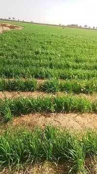 حنطة السنبلتين • باسيليو فرنسية • زراعة مصر