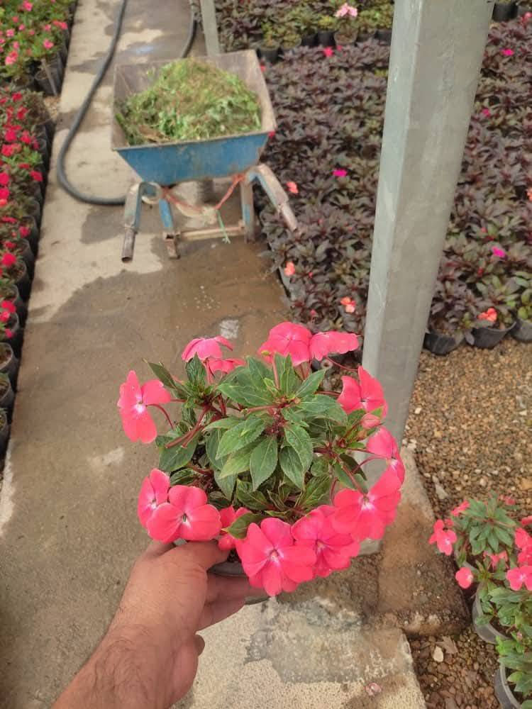 وصل ورد إمبيشن ( البلسم ) السعر 3 فقط موجود توصيل كافة محافظات العراق
سعر التوصيل 5 ألف البكج 
البكج يشيل 8 شتلات يعني 8 شتلات توصيلهم 5 فقط 
يعني البكج كامل 8 شتلات مع التوصيل ( 29 ) الف 

واتساب الحجز  ***********

مشتل مرتضى الرئيسي/ حلة طريق كربلاء عمود 96 مقابل أهل الخير 🌿
