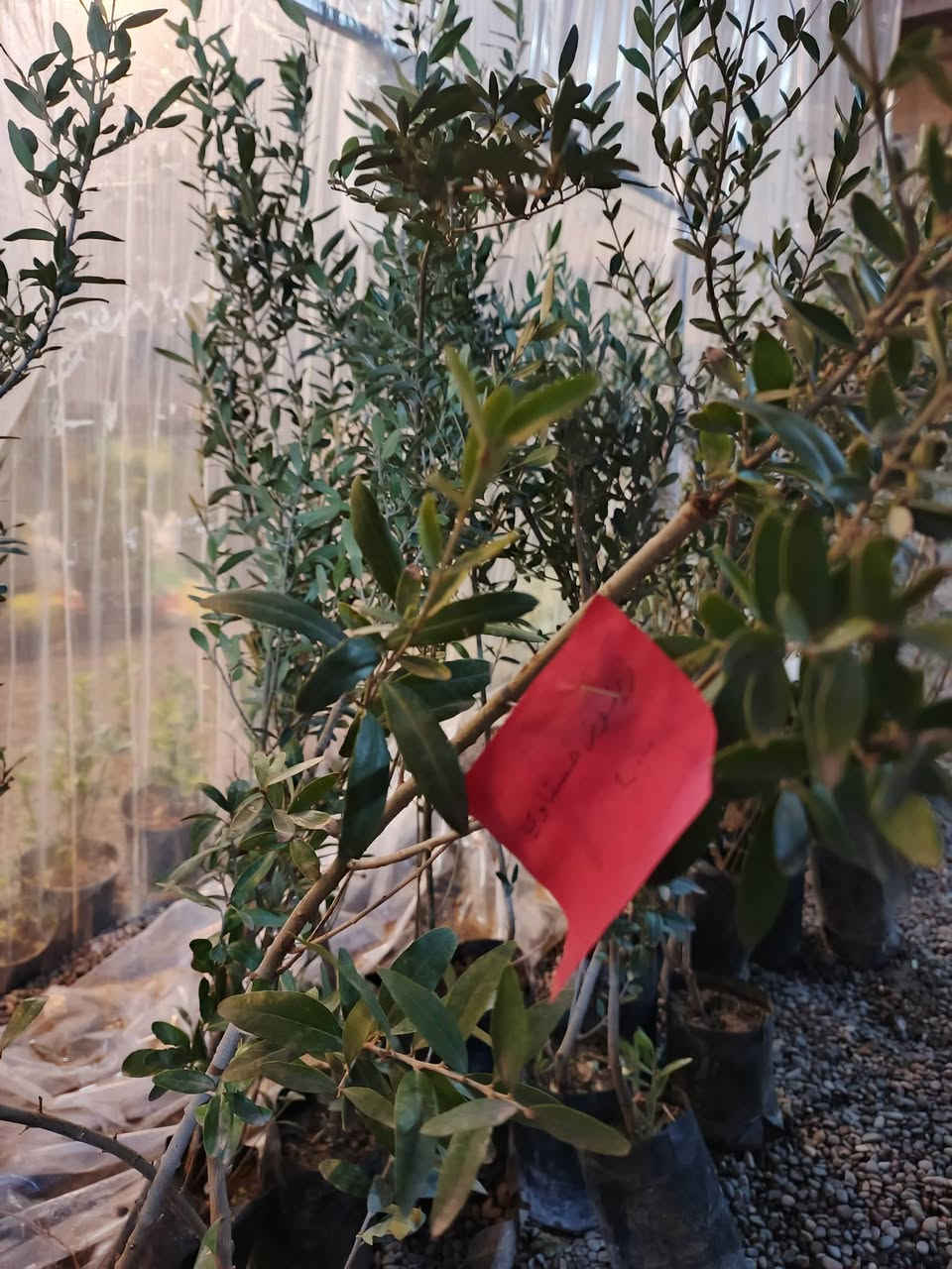 نورتونا 🌞🍂
مشتل دوميز يرحب بكم، ووصلتنا نبتات وسنادين بأشكال متنوعة وجمال يسرّ العين 🩷🌿
🔥انتضرو العروض اليوم🔥🩷🌿
🦋🦋🦋🦋🦋🦋🦋🦋🦋🦋
#مشتل_دوميز #نباتات_منزلية #نباتات_داخلية #تجهيزات_زرع #نباتات_الموصل #ديكور_نباتي #عشاق_النباتات #نباتات_ظل #نباتات_زينة #موصلنا_خضرا #نباتات_للبيت #تنسيق_نباتات #هدايا_خضراء #نباتات_وعناية #AL_MOSUL
@إشارة #flowerstagram #flowers


**إذا كنت صاحب هذا الإعلان وتريد حذفه لأي سبب، رجاءا أرسل رسالة إلى الدعم الفني**