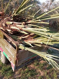 يوجد فسلان زهدي أحجام تخبل  يوجد خستاوي  حر ويوجد خظراوي ويوجد طبرزل و...