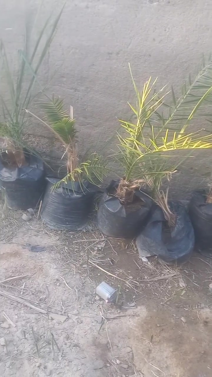 السلام عليكم متوفر فسائل نخيل اشويثي درجه اولى بيهن مجموعه جذريه كامله


**إذا كنت صاحب هذا الإعلان وتريد حذفه لأي سبب، رجاءا أرسل رسالة إلى الدعم الفني**