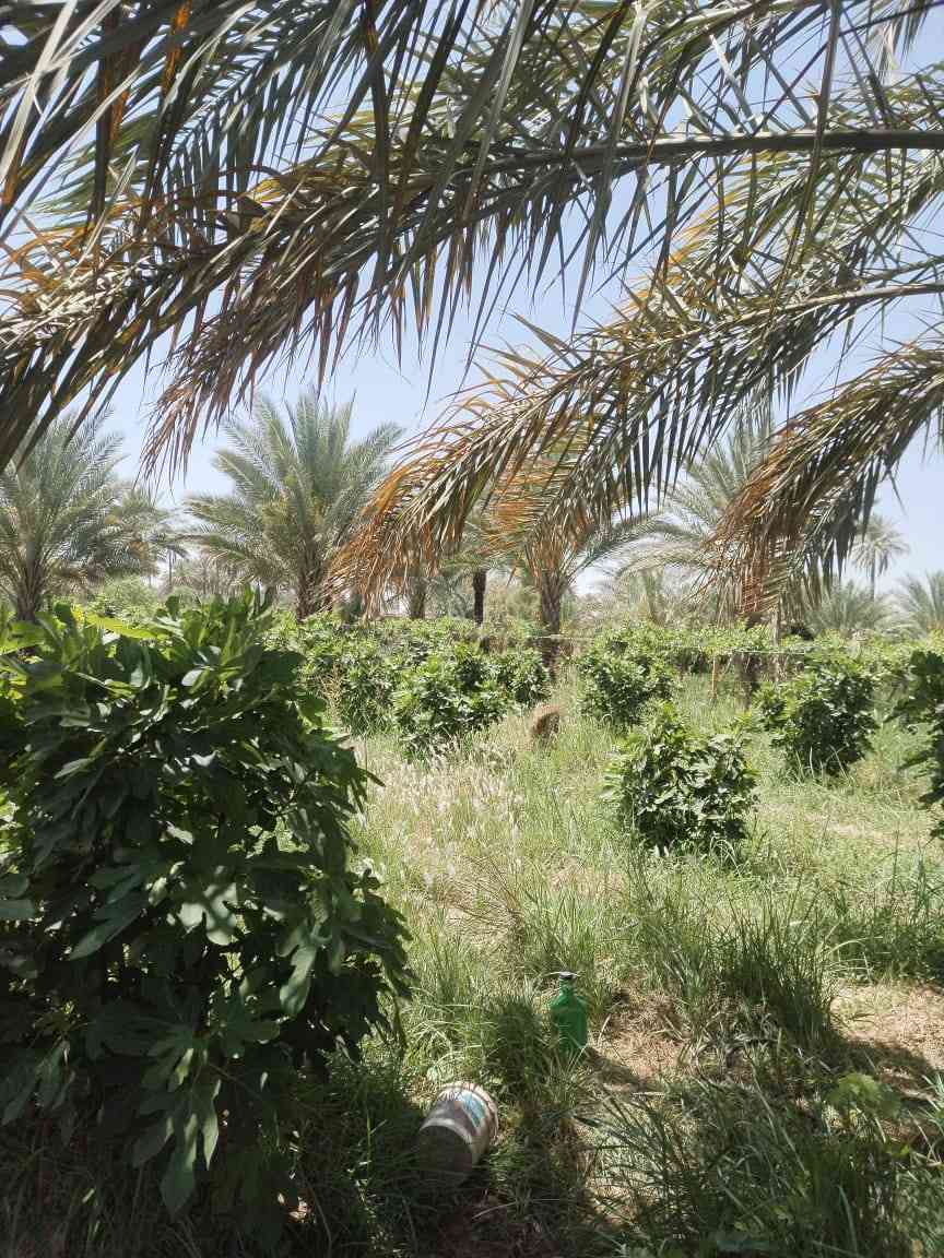 دونم سند ٢٥ للبيع بستان كامل من نخيل وتين وفوكة العنوان بابل الهاشميه تبعد عن طريق ياحسين ١٥٠ متر اي استفسار ***********
