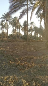 طويريج كربلاء • ٥ دوانم • سند 25