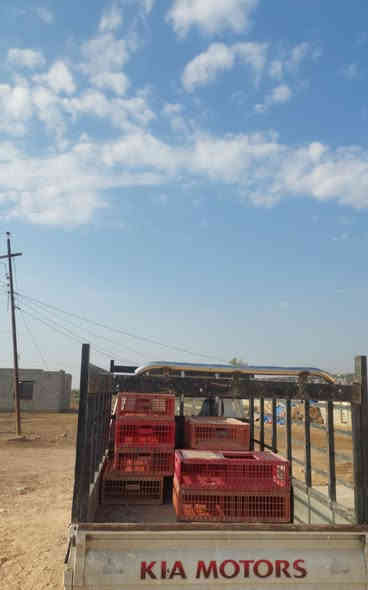 سلام عليكم محجر لبيع نضافه فول ***********
