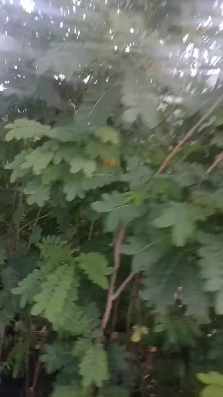 مشتل الزهور حي ميسان مقابيل مصرف الدم


**إذا كنت صاحب هذا الإعلان وتريد حذفه لأي سبب، رجاءا أرسل رسالة إلى الدعم الفني**