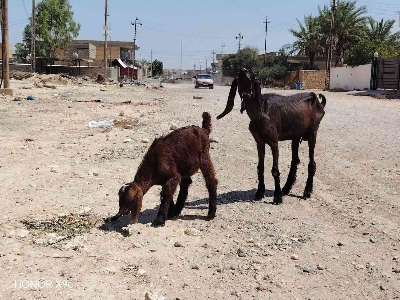 بسم الله تبارك الرحمن 
وين ليدور أصايل جذعه شاميه سوريه أول بطن شرط وراه جدي سوري خشانه حلو حاله زين كامله مواصفات الجنيه مال بيت حلوه ومعالفه فول مواصفات جمه عيون بيض اذان طوال زوادات ماشالله عليه سعر خاص اوتصال ع رقم مكان الانبار حديثه *********** وبي واتساب وحياكم الله
