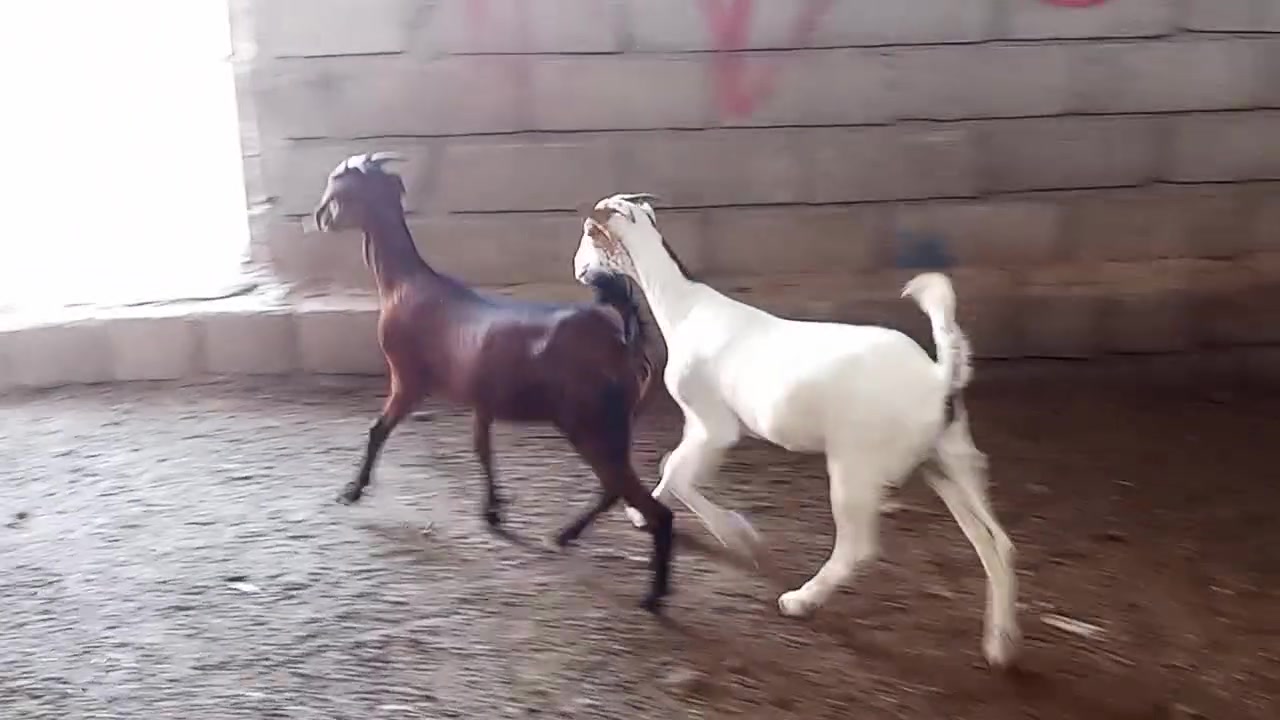 يوجد صخلات قطريات اصليه شرط نصاحه مال جنايه المكان بيجي حي العصري رقم الهاتف ***********
***********
يوجد صخلات قطريات اصليه شرط نصاحه مال جنايه المكان بيجي حي العصري رقم الهاتف ***********
