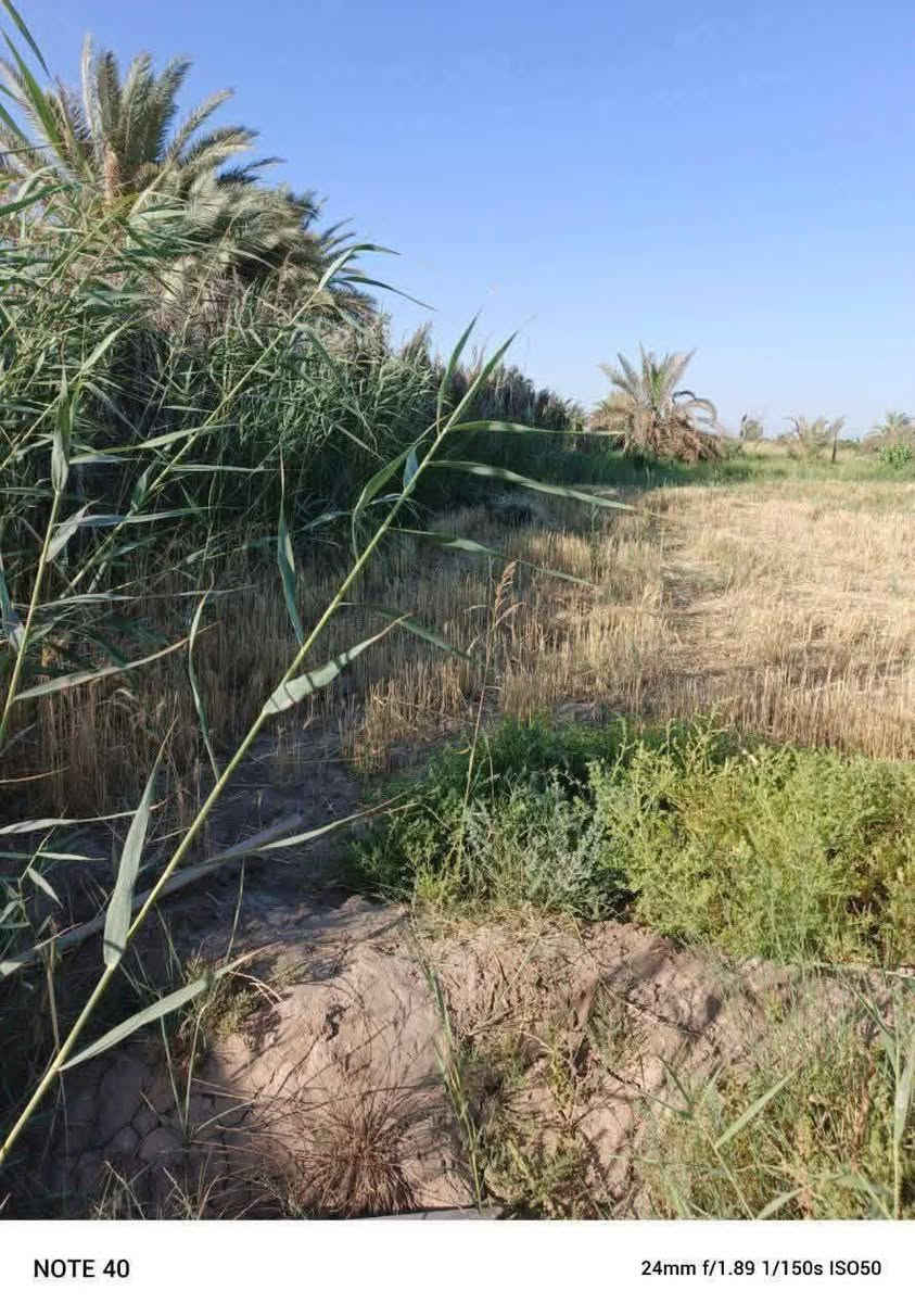 ࡋߺࡋߺࡅٜߺࡅ࡙ߺ𐭦ߺ
5 دونم للبيع سند زراعي 25 يتحول بالطابو كافه الخدمات متوفره ماء نهر يمها وكهرباء شارعها نص ترابي ونص تبليط تبعد عن الشارع العام كيلوين ارض صالحه للزراعه
الموقع حله سياحي قرية كويخات
للاستفسار
***********
***********
