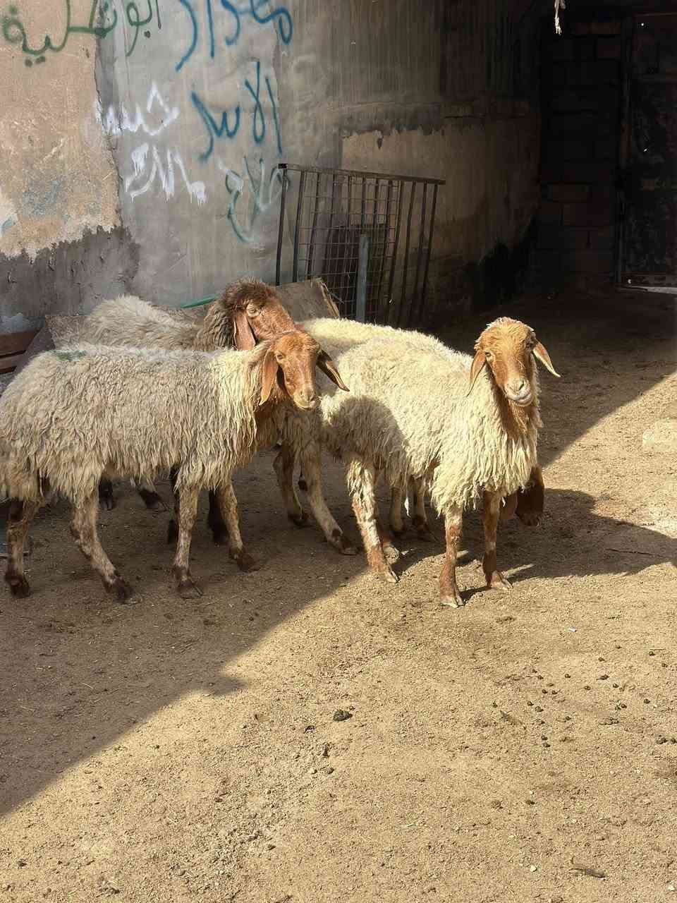 يا الله نعجات بر العدد 4 نعجات كلش حلوات مآل جناي مكفولات كافت شروط الجني سعر آلوحده 250 وبيهن مجال بصيط مكاني البصره الزبير رقمي *********** يوجد توصيل 🚚 داخل البصره
