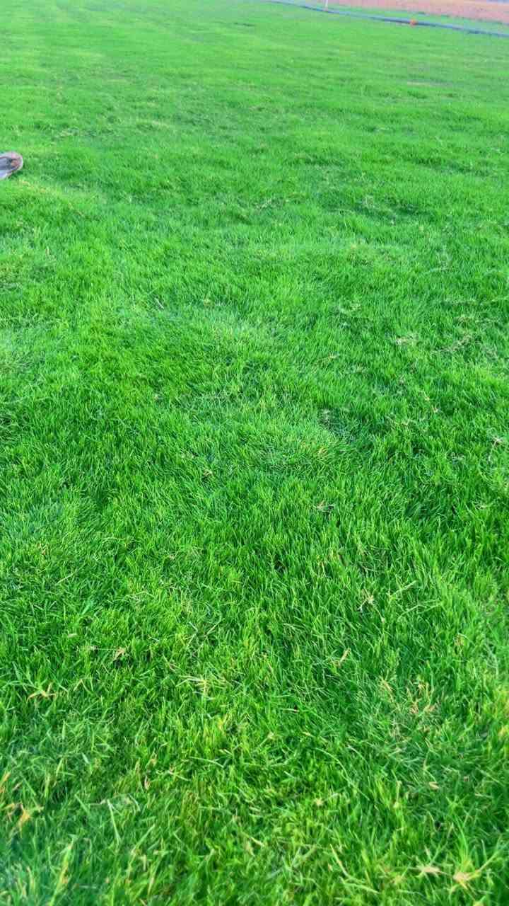 نعلن عن توفر خدمة إزالة الثيل القديم بالكامل مع تجهيزها لزراعة الثيل الجديد بطريقة احترافية..
كما يتوفر لدينا ثيل هندي درجة أولى كثيف ولون أخضر مميز مناسب للحدائق المنزلية والاستراحات.
للاستفسار والتواصل:
📞 (***********)
