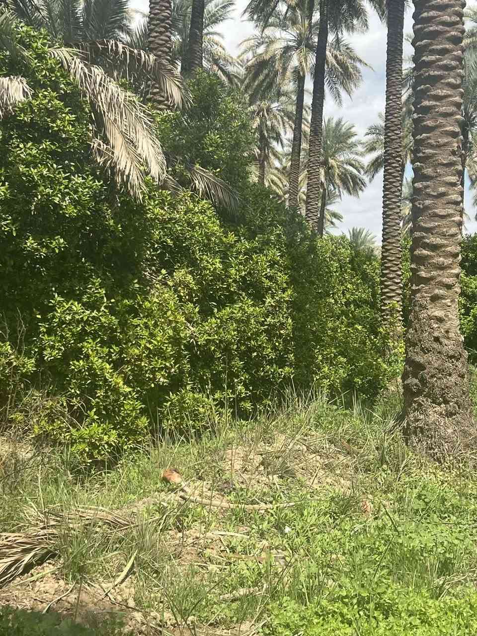 📢اعلان  دونم في بغداد منطقه الراشديه 🍋🏕️👍
📍الموقع : بغداد الراشديه 
☘️المساحه : ٢دونم ملك صرف تتحوال بإسم المشتري 
🎍
🔚 
📝 موقع مميز 👌
 🍁مكتب   الراشديه 🍁
للاستفسار الاتصال على الارقام التاليه او زياره    
📹مستعدون  لعرض  عقاراتكم ولتسهيل عليكم البيع بالسرعة الممكنة ويفضل من المالك الشرعي للعقار   👌حصرا لتكون المصداقية مع المشتري حصرا... مع التقدير✅ 
 
مكتب دلالية ابو جود ☎️🤳✅️واتساب***********

⚠️موقع المكتب 
شمال بغداد منطقة  الراشدية 
يبعد عن ناحيه الراشديه 10 دقايق 💫 
 #بيوت #مشتملات #بيع #شراء #استثمار #الحسينية #عقارات_بغداد #العراق #بغداد #عقارات_الحسينية #طابوملك_صرف #سكني #عقارات #موصل_بغداد_كركوك_حله_نجف_بصره #العراق_السعوديه_الاردن_الخليج #المحافظات_العراقية #بصره_بغداد_ميسان_ذي_قار_كل_المحافظات #اوربا_المانيا_النمسا_هولند #الخليج #دبي_قطر_الاردن_لبنان_العراق #العالم #انجاز #مقالب #سؤال #الشعب_الصيني_ماله_حل #اكسبلور #ريلز #متابعين #هاشتاق #بغداد_بصرة_موصل_الكويت_الخليج_دبي 💫اخوكم *********** وخادمكم  ابو جود
