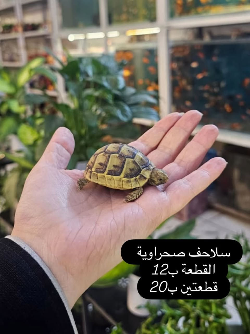 عروض الدر ايام عيد الفطر المبارك                موقعنا نهايةشارع الجاير نهاية حي الامام علي ع مقابل الصورة قرب صيدلية البنين النموذجية وكذلك متوفرة خدمة توصيل #الدر


**إذا كنت صاحب هذا الإعلان وتريد حذفه لأي سبب، رجاءا أرسل رسالة إلى الدعم الفني**