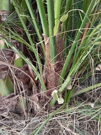 يوجد فسائل بريم لبيع السعر مناسب 07815044655