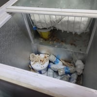 مجمده • تجميد فول • استعمال قليل