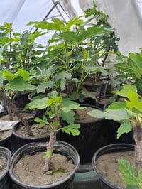 تين بني مسلم  سعر الشتله 3000  الرقم 07718636665