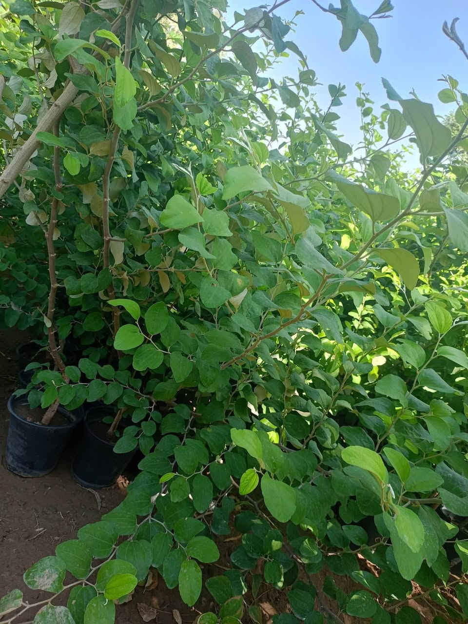 مشتل كرار الزراعي.           الاسعار جمله فقط
يتوفر كميه محدوده 
سدر مطعم تفاحي الثمر الكبار ضمان 

ارتفاع شتله متر ونص
سعر جمله 10٫000
الكميه موجودة حاليا 400شتله
تحياتي الكم احبتي متابعين 
العنوان جزيرة بغداد السياحيه قرب باب اولئ 
واتساب ***********
