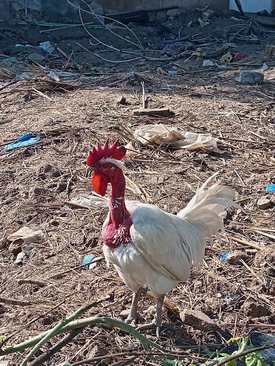 سلام عليكم اخوان متاح بيض عرب مودلي ابيض العدد طبقتين  وعادي وديج دجاجتين أيضا سعر الطبقتين ٢٥ الف قفل هذا رقم ليحب يستفسر *********** ادمن الحب وافق
