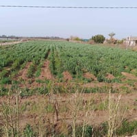 العزيزيه الدير • 4دوانم • سند25 شاطيه