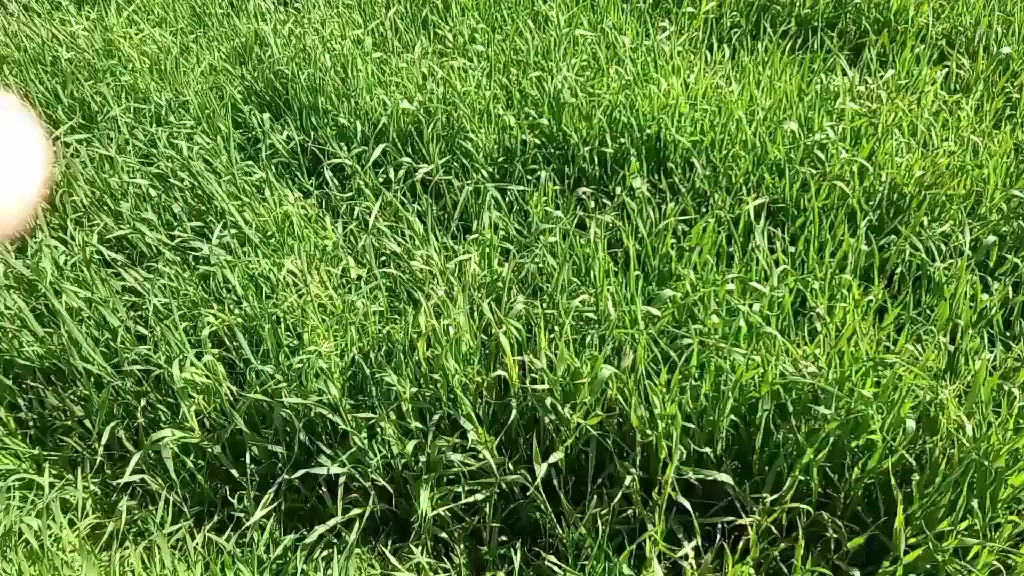 بسم الله ماشاء الله لا قوة إلا بالله العلي العظيم...
بعض الحقول الزراعي المشرفين عليها.  اختيار الأسمدة حسب نوع التربة وعمر النبات ووقت التغذية.
يقلل التكلفة الإقتصادية ويزيد من الإنتاج والنوعية.
ومن الله التوفيق والنجاح 🌹🌹🌹🌹🌹🌹🌹🌹


**إذا كنت صاحب هذا الإعلان وتريد حذفه لأي سبب، رجاءا أرسل رسالة إلى الدعم الفني**