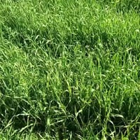 إشراف زراعي • اختيار أسمدة • زيادة إنتاج