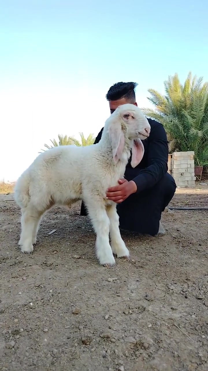 ***********
***********
طلي العمر شهرين ونص فول مواصفات رقم واحد من امهات اصايل للبيع المكان واسط الكوت يوجد توصيل جميع المحافظات بعد الاتفاق وكل الهلا براعية
