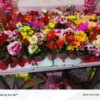 ورد • ألوان مميزة • توصيل مجاني مسيب