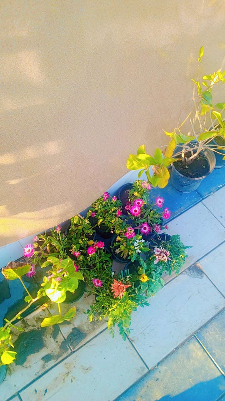 مشتل المدينة انسب الأسعار توصيل داخل النعمانيه مجاني العنوان طريق المثلث قرب اسواق طريق الجنه ***********
