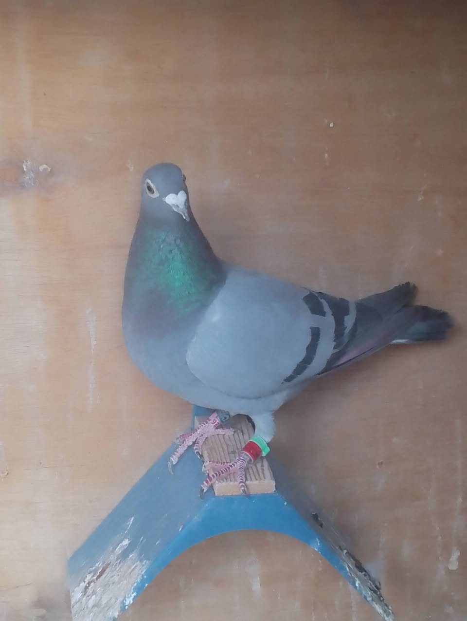 #ماشالله #تبارك #الرحمن 
 متاح 3 طواير  مثل مواضحات بلصور ... عنوان بغداد 
أي استفسار متواجد على الماسنجر أنشالله راسلوني تمام 
او هذا رقمي *********** اتصلو أو راسلوني واتساب
ملاحظة اي توصيل ماعندي ليحب يقتنيهن يجي ياخذهن 
#ومن #الله #التوفيق
