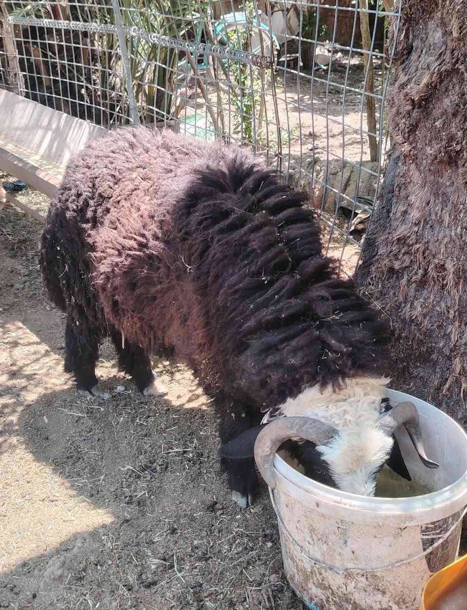 أضاحي العيد متوفرة للبيع 🐑
نوفر لكم خرفان أضاحي طيبة ومختارة بعناية
✔️ صحة ممتازة وتغذية جيدة
📍 المكان: الفلوجة – النساف – البعلوان
📞 للاستفسار والحجز: ***********
حيّاكم الله وبالخدمة دائمًا،
الله يتقبل منا ومنكم صالح الأعمال 🤍
