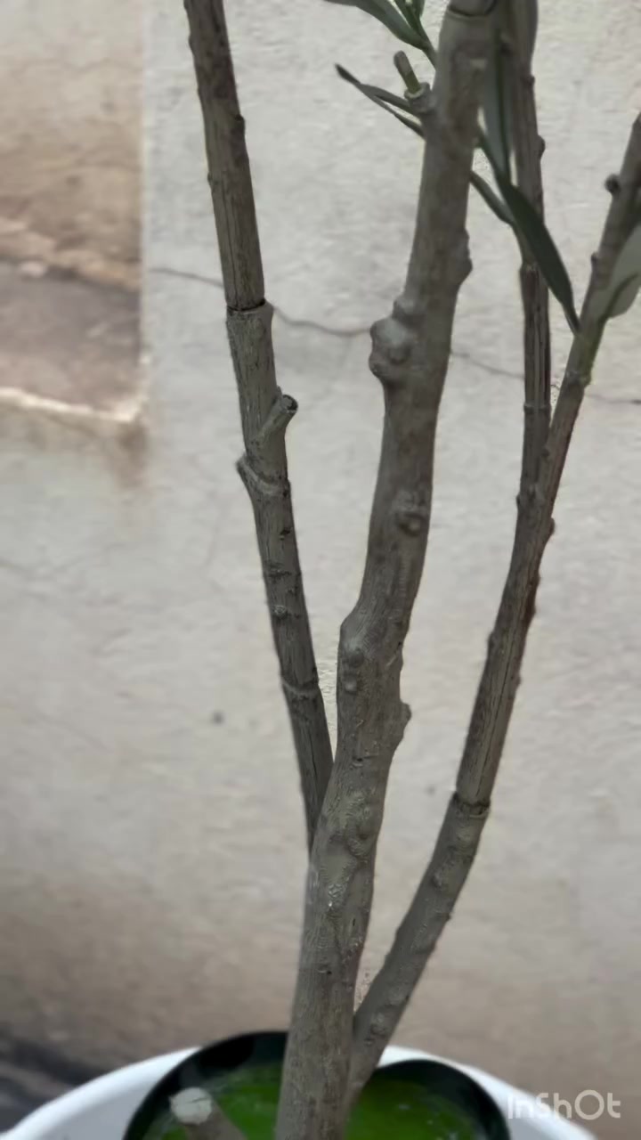 شجره زيتون صناعيه 🌳🌳🌲كوالتي عالي🤩
زيتون لونين اصفر واسود بعد شتردون😄
الارتفاع ١٥٥ سم قطعه مال امزون تحفه#pf #اشجارصناعية  #اشجار_صناعيه☘️🌲💐🌸🌼💮 #البيت


**إذا كنت صاحب هذا الإعلان وتريد حذفه لأي سبب، رجاءا أرسل رسالة إلى الدعم الفني**