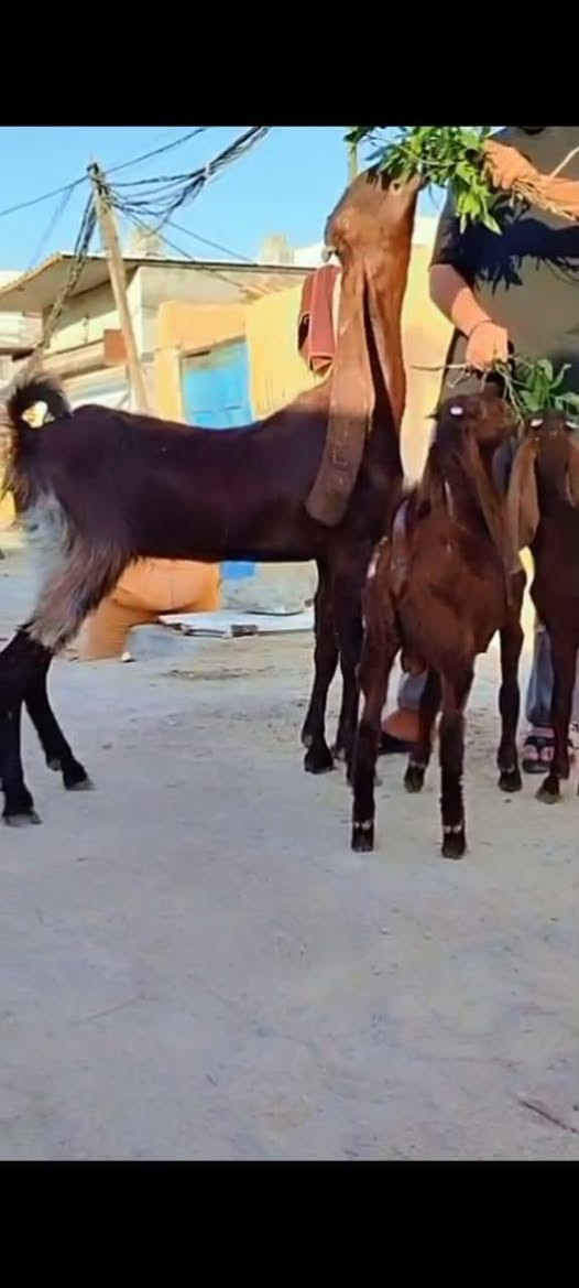 *********** صخله دبسيه ورها توم وعشار شهرين ونص بيع مستعجل خوان مكان بصره بيع مستعجل تصل عل خط خاص مارد
