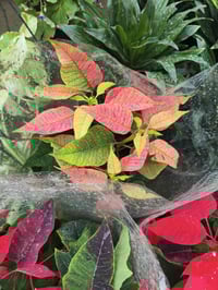 نباتات ضليات • حديقة • شهربان حي العصري