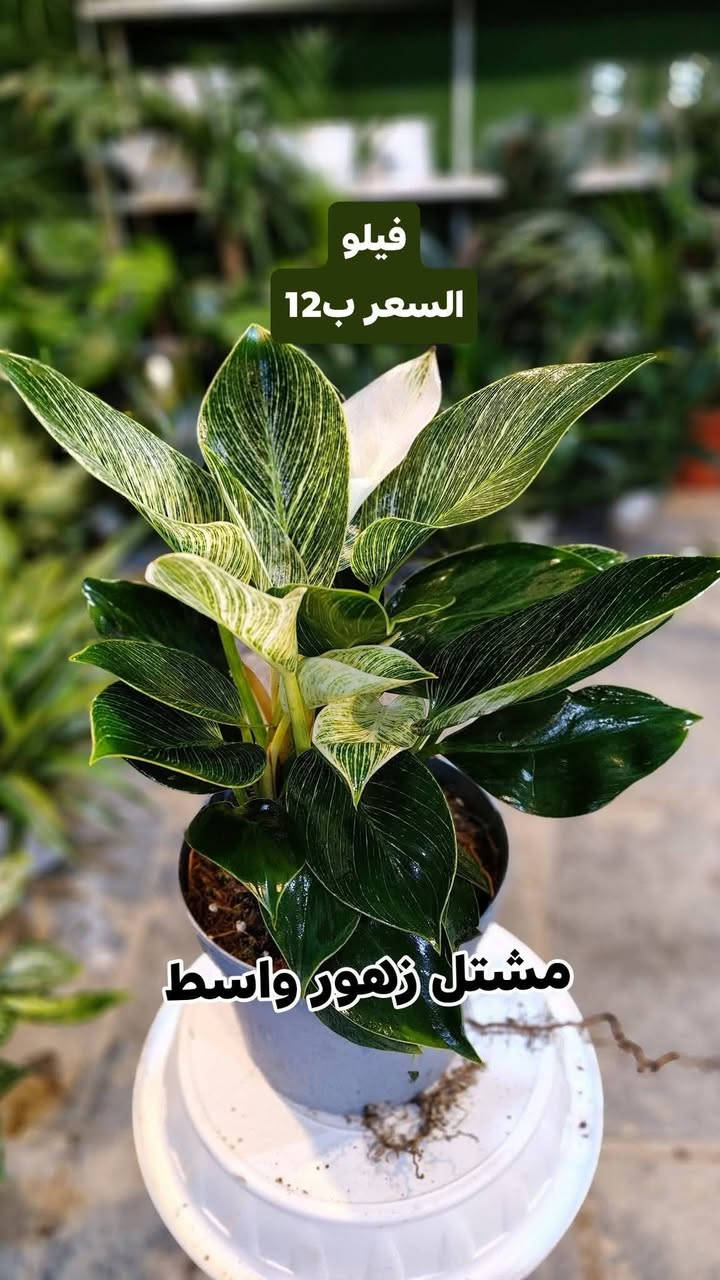 جميع انواع النباتات الظليه في مشتل زهور واسط أهلا وسهلا بيكم
يفتح المشتل طيله ايام الاسبوع من الساعه 8:00 صباحا والى الساعه 7:00 ليلآ
#مشتل_زهور_واسط العنوان كوت فلكه الحاوي شارع مجمع دمشق الطبي مقابل ابتدائية الكوت للتعليم الأساسي #يوجد_توصيل_داخل_الكوت
*********** لطلب والاستفسار واتساب  او مراسله الصفحه الشخصيه بلال الواسطي🌹😊
