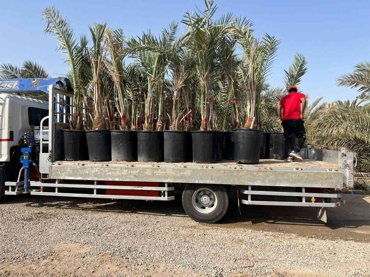 سلام عليكم عشاق ومحبين زراعت النخيل جميعا فسائل برحي حر من برحي ابي الخصيب مجذر الأحجام الكبيرا ***********  العنوان بصره ابي الخصيب
