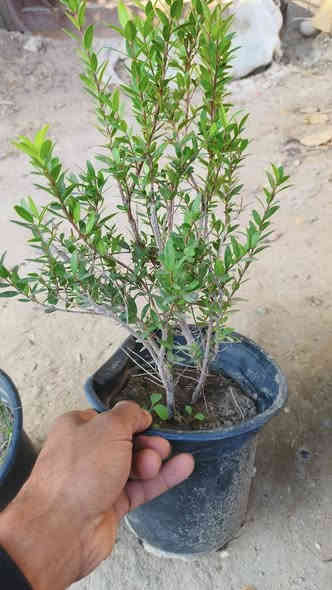 السلام عليكم يوجد شتلات ورد وأشجار توصيل من ورد جوري شجيرات المينه و ورد الجمال القطمر ورد الاستره و دمع ة الطفل و إلياس  وأشجار اكاسيا المصريه  اللاستفسار اتصل على الرقم ***********
