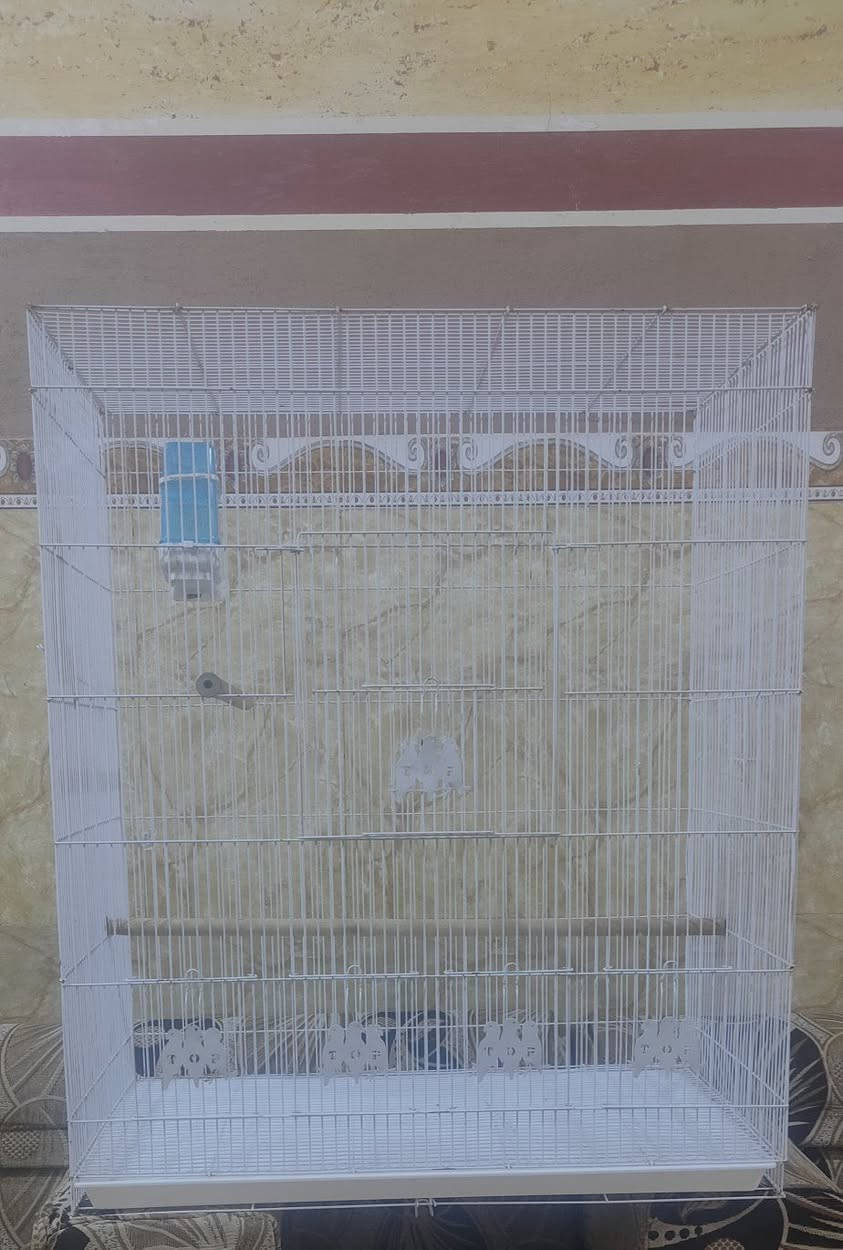 قفص ابو الطير الكبير سعره 25 قفل المكان الطار


**إذا كنت صاحب هذا الإعلان وتريد حذفه لأي سبب، رجاءا أرسل رسالة إلى الدعم الفني**