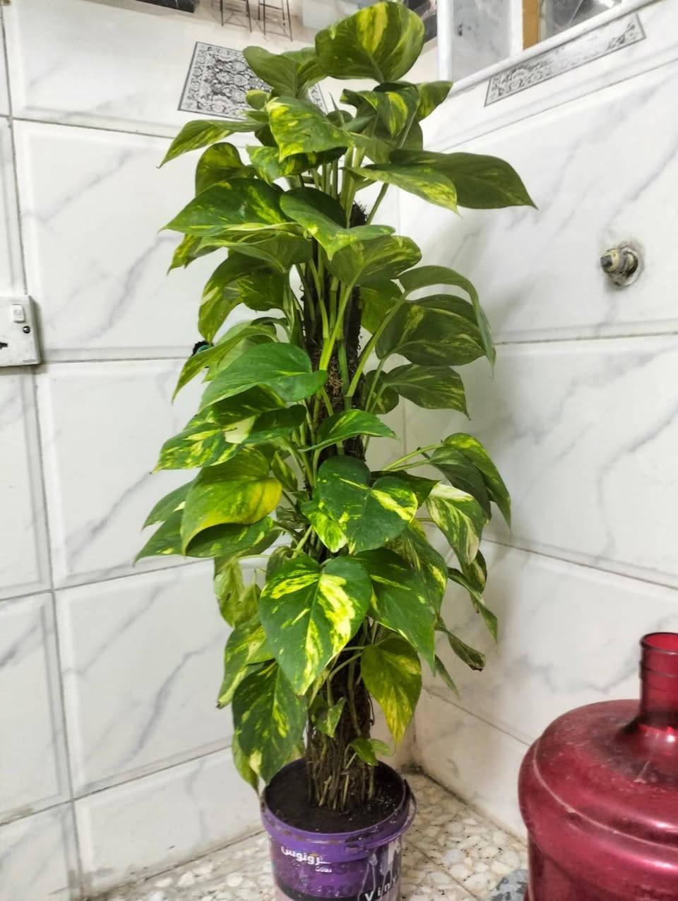 لبلاب هولندي داخل البيت السعر 25 الف وتوصيل مجاني داخل شهداء العبيدي رقم الهاتف ***********
