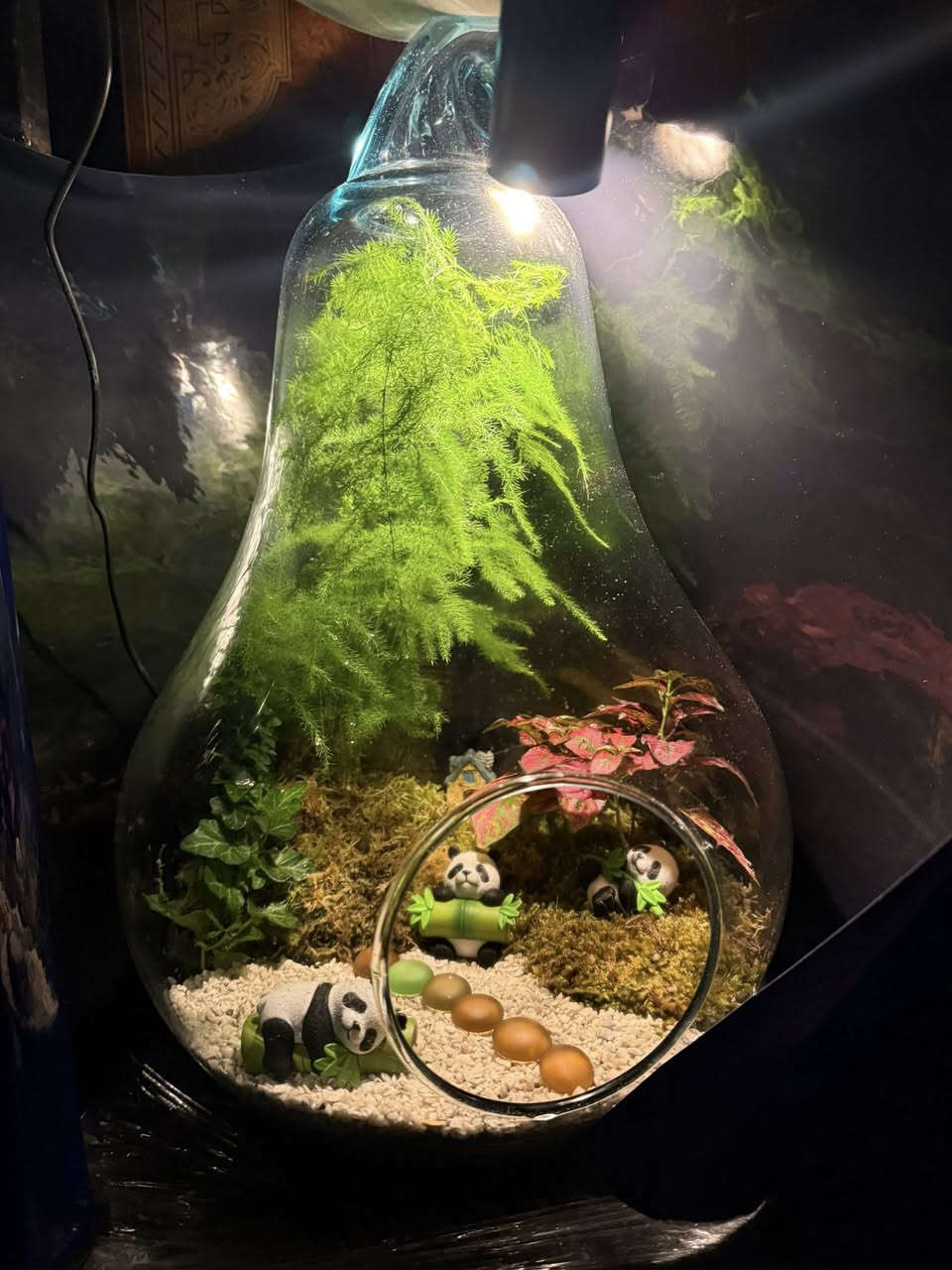 �✨ دوارق التيراريوم – جمال الطبيعة بحجم صغير ✨🌿

إذا تحب الطبيعة بس ما عندك وقت للعناية اليومية، الحل موجود ويانا 💚
نقدملك دوارق التيراريوم الزجاجية بتصاميم أنيقة تناسب البيت، المكتب، أو حتى هدية مميزة 🎁

🌱 مميزات التيراريوم:

 • شكل راقي وهادئ يضيف لمسة طبيعية لأي مكان
 • ما يحتاج عناية مستمرة
 • مناسب للمبتدئين ومحبي النباتات
 • يعيش لفترة طويلة داخل بيئة مغلقة

💧 شنو يحتوي الدوارق؟

 • طبقات تربة مخصصة 🌍
 • فحم لتنقية الجو داخل الدوارق
 • نباتات مختارة بعناية 🌿
 • ديكورات طبيعية وحجرية

📋 تعليمات العناية:

 • 💦 السقي: مرة وحده كل شهر
 • ☀️ الإضاءة: ضوء غير مباشر (لا تحطه تحت الشمس المباشرة)
 • 🌬️ التهوية: إذا الدوارق مغلق، افتحه مرة بالأسبوع لمدة بسيطة
 • ❌ لا تكثر مي حتى لا تتعفن النباتات

🚚 التوصيل متوفر داخل المدينة
🎁 إمكانية التغليف كهدية بشكل أنيق

💬 للحجز أو الاستفسار راسلنا خاص
وفر لنفسك قطعة طبيعة تعيش وياك


**إذا كنت صاحب هذا الإعلان وتريد حذفه لأي سبب، رجاءا أرسل رسالة إلى الدعم الفني**