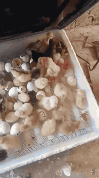 ابدأ مشروعك بحضّانة البيض الذكية 
🐣 حيث تقدر تبدأ الأن وتحوّل حلمك إلى حقيقة ودخل ثابت ومربح💰💸
مشروع مضمون ، تشغيل سهل ، ونتائج مبهرة تصلح لجميع انواع بيوض الدواجن
🦆  🐥  🐓  🦃  🦚  🦢  🦜
نسبه تفقيسها  تتخطى 98 % 🤩🎀🎁
# لأول مرة فقاستنا تعمل الكترونياً من  حيث تقليب البيض وتنظيم درجة حرارة ورطوبة المفقس كونها مزوده بقناني ماء من دون اي تدخل انت ماعليك إلا إدخال البيض .
عند إنقطاع الكهرباء تتحول اوتوماتيكياً الى التشغيل بالبطارية بمجرد ربط قوابس البطارية .
👇 تخفيض وبارخص الاسعار👇🏻الاحجام المتوفرة واسعارها 💰 
1 - مفقس سعة 32🐥 بسعر 80 الف 
2 - مفقس سعة 36🐥 بسعر 90 الف
3 - مفقس سعة 48🐥 بسعر 100 الف
🚚 لدينا خدمة توصيل لجميع محافظات العراق بمبلغ 5 الاف دينار
🐥 🐥 🐥 
🌀 مميزات الحضّانات:🕊️
✔ شاشة رقمية للحرارة والرطوبة
✔ تقليب أوتوماتيكي كل ساعتين
✔ إنذار عند أي خلل
✔  منخفض جداً
🛠️دعم فني ومتابعة مستمرة 
للتواصل على رقم الهاتف *********** يوجد واتس اب ايضاً.
