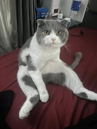 حجي سمبل • مطلوب أنثى • زواج شرعي