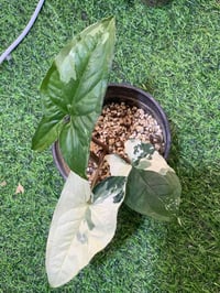 سنجنيوم • نبات زينة • توصيل