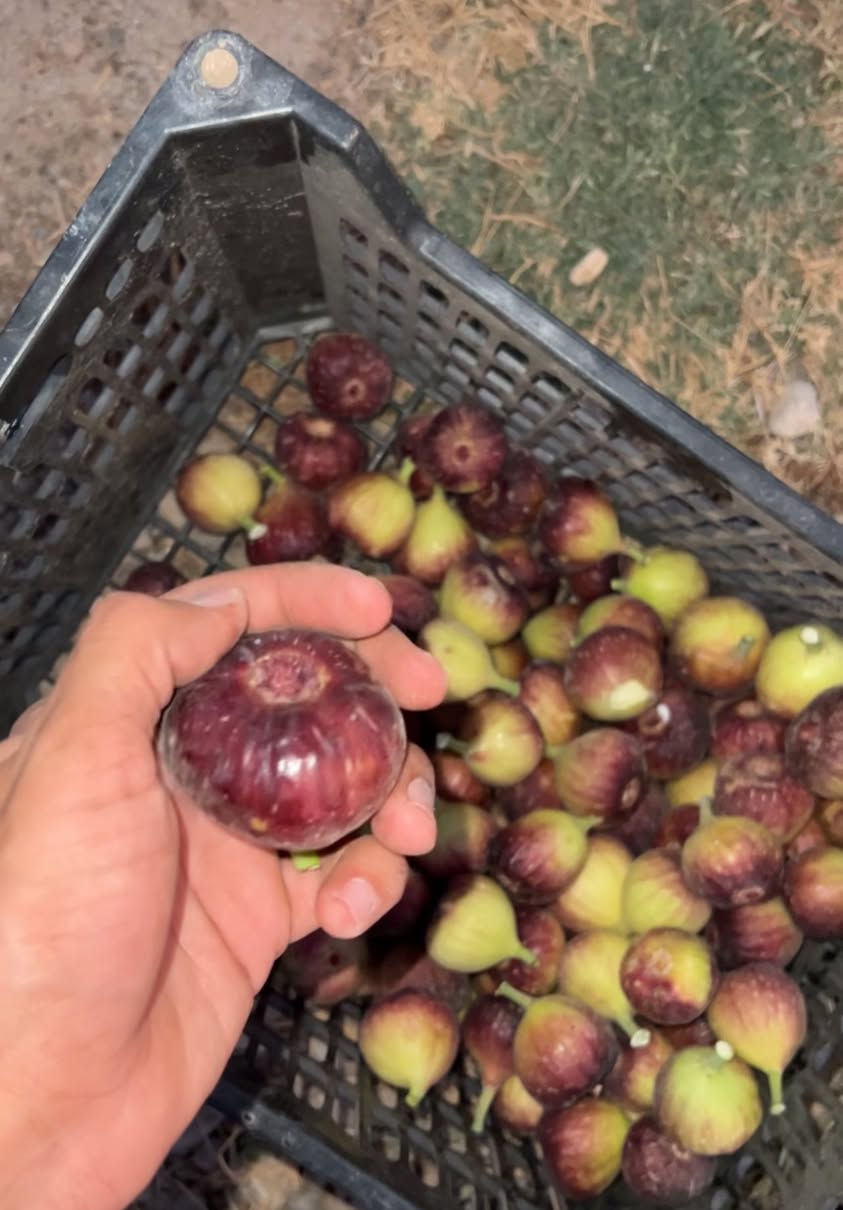 متوفر لدينا شتلات تين عبيد السعودي صنف مقاوم للحراره والملوحه كبير الثمره سكري جدا انصح بي بقوه

علماً ان الصور والانتاج من تصويرنا وزراعتنا ❤️
متوفر لدينا جمله ومفرد وكذلك ندزلك وين ما كنت


**إذا كنت صاحب هذا الإعلان وتريد حذفه لأي سبب، رجاءا أرسل رسالة إلى الدعم الفني**