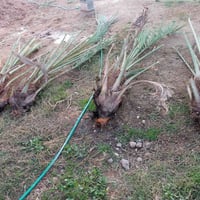 نخل للبيع  نوعيه خسته  تصال فقط  07813937268