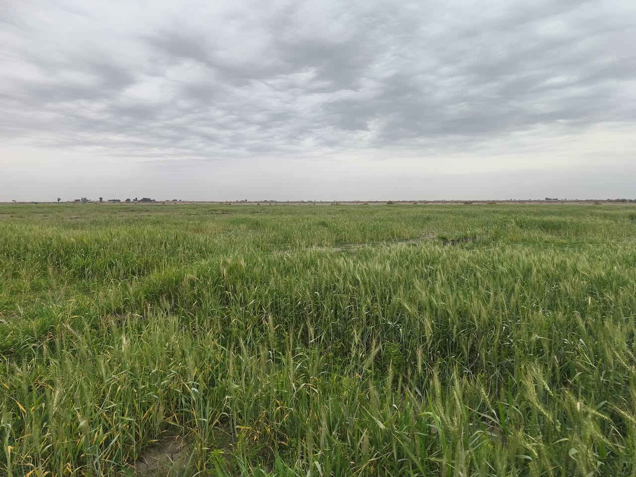 سلام عليكم كاع 20دوم البيع سفحه طريق ابو الماش بيه مطلاع  الستفسار تصال عل رقم ***********5
