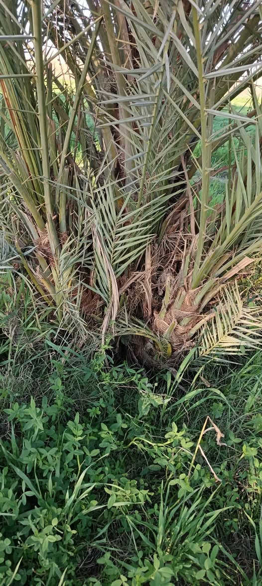 يوجد فسايل عمراني درجه اولى المكان واسط قضاء الصويره اي للاستفسار خاص مفتوح او نتصال عله رقم ***********
