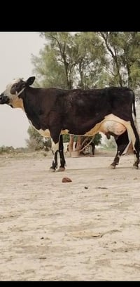 فريزيه • سمنتال • حليب ١٨ كيلو