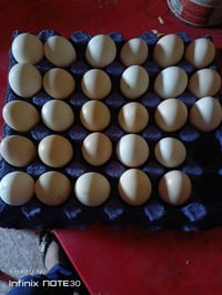 طبقة بيض • ملقح • طارمية