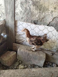 دجاج • دجاج كرك • صوص • دجاج كوشن • دجاج عتيق • طيور • دواجن • دجاج لل...